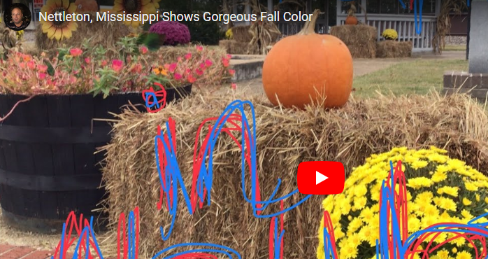 Video Collage: Autumn in the South