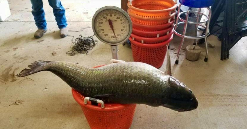 Rare 92-pound carp hauled in on Louisiana’s Lake Concordia